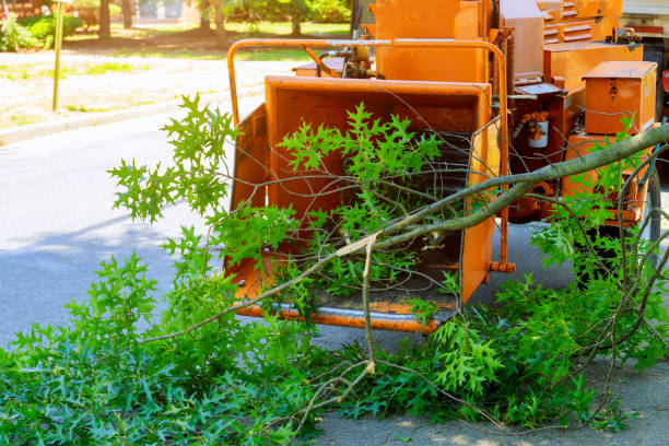 How Our Tree Care Process Works  in  Mullens, WV